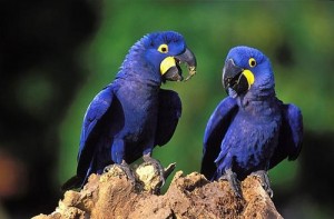 Animas em extinção Arara Azul