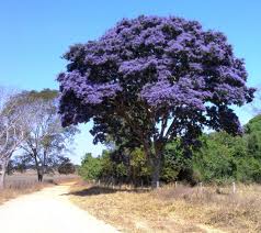 Plantas em extinção no Brasil 