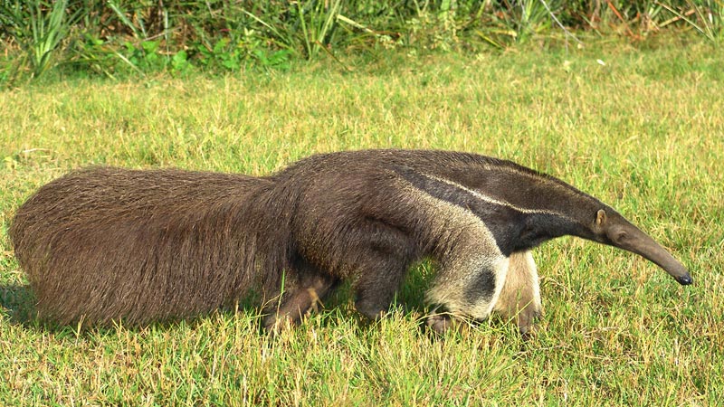 Animais em extinção da Mata Atlântica