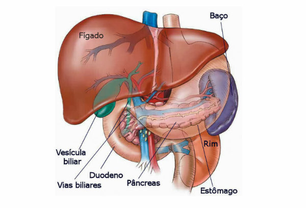Órgãos corpo humano lado direito
