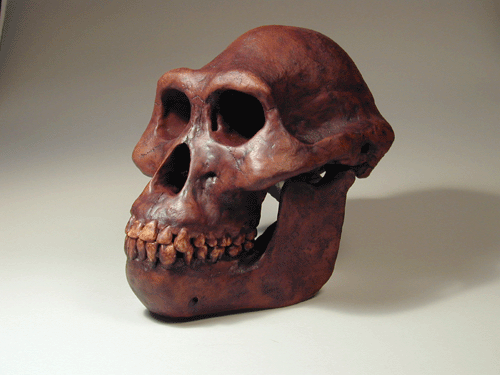 Crânio de Australopithecus afarensis