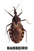 Barbeiro da Doença de Chagas sitomas e tratamento