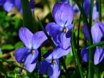 Flores que podem ser consumidos