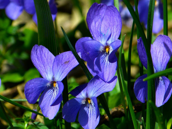 Flores que podem ser consumidos