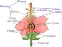Estrutura de uma Flor Estrutura de uma Flor