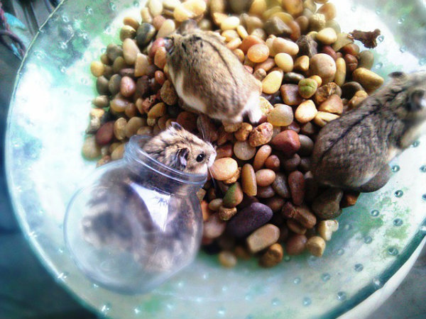 Como alimentar um hamster