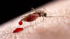Malaria sintomas e tratamento