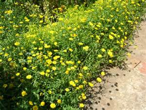 Syngonantus suberosus