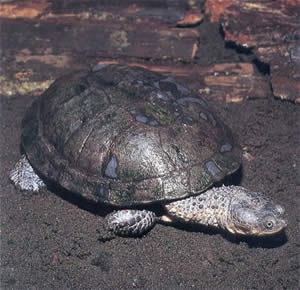 Tartaruga do Pantanal