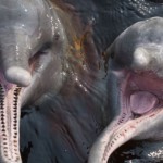 anavilhanas mergulho com botos