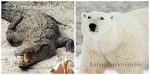 Animais de sangue frio e quente.