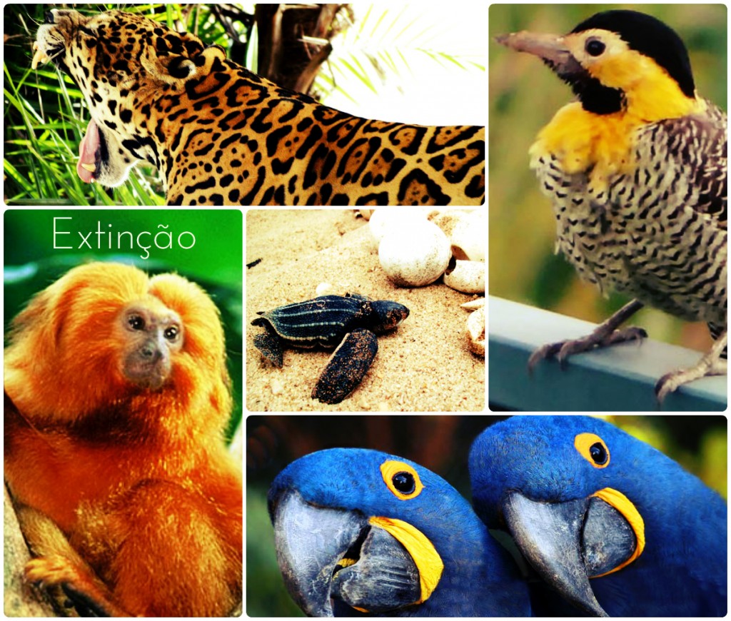 Lista de animais ameaçados de extinção no Brasil DicasFree com