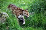 Lista de animais em extinção no Brasil