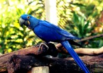 Nome científico da arara azul