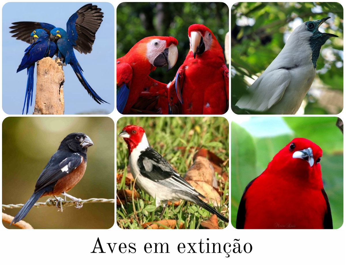 Pássaros em extinção no Brasil
