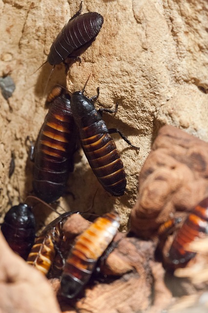 Dedetização com animais domésticos dentro de casa problemas graves