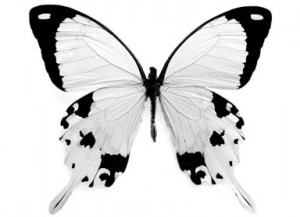borboletas brancas