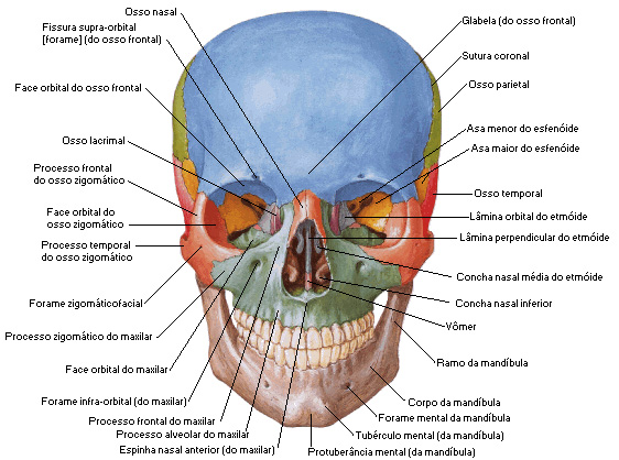 Atlas anatomia humana musculos pdf