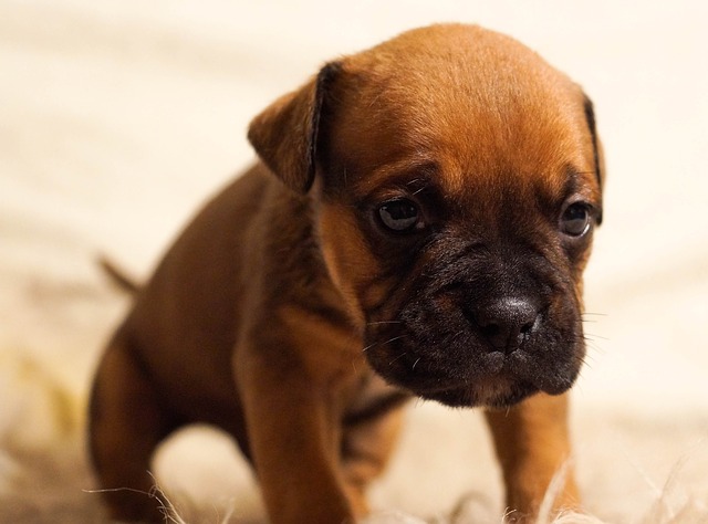 Cachorro fica deprimido