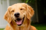 Motivos do mau hálito em cachorro