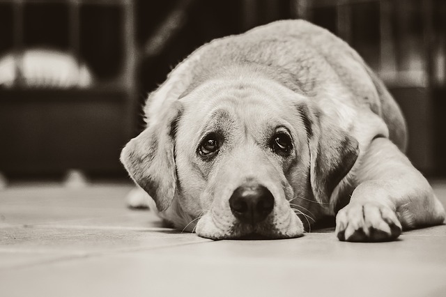 Sintomas de infarto em cachorro