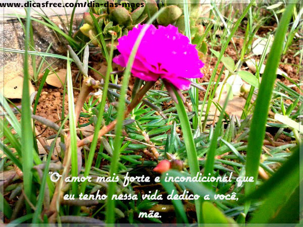 Mães e amor, tudo a mesma coisa.