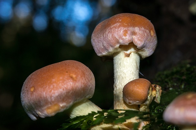 Doenças causada por protozoários e fungos