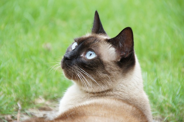 Comportamento dos gatos siameses