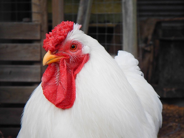 Como financiar uma granja de frango