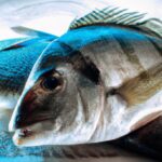 Tipos de peixes marinhos?