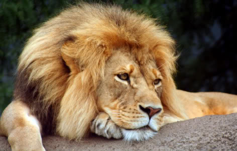 Leão: Ruge (foto: reprodução)