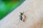 Febre chikungunya sintomas e tratamentos