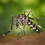 Dor no olho pode ser dengue