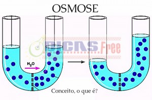 Conceito de osmose: o que é? - DicasFree.com