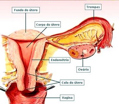 Pílula - procedimentos para garantir sua eficácia Pílula - procedimentos para garantir sua eficácia