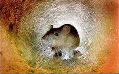 sonhando com rato