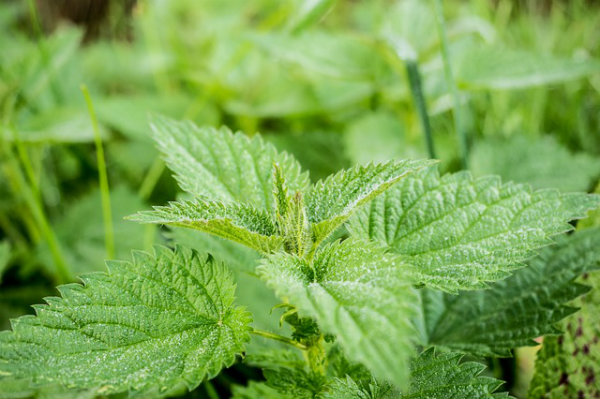 Plantas medicinais
