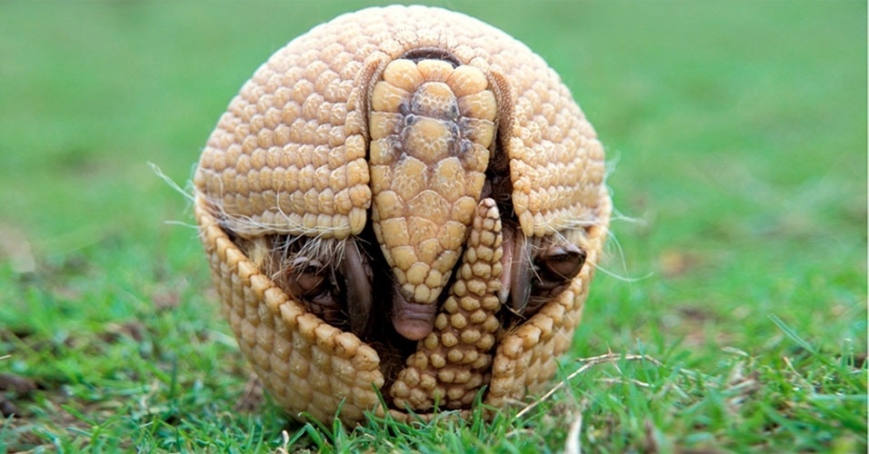 Existem muitos animais em perigo de extinção no país