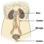 Doenças que atacam o sistema urinário