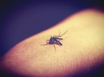 Mosquito aedes aegypti